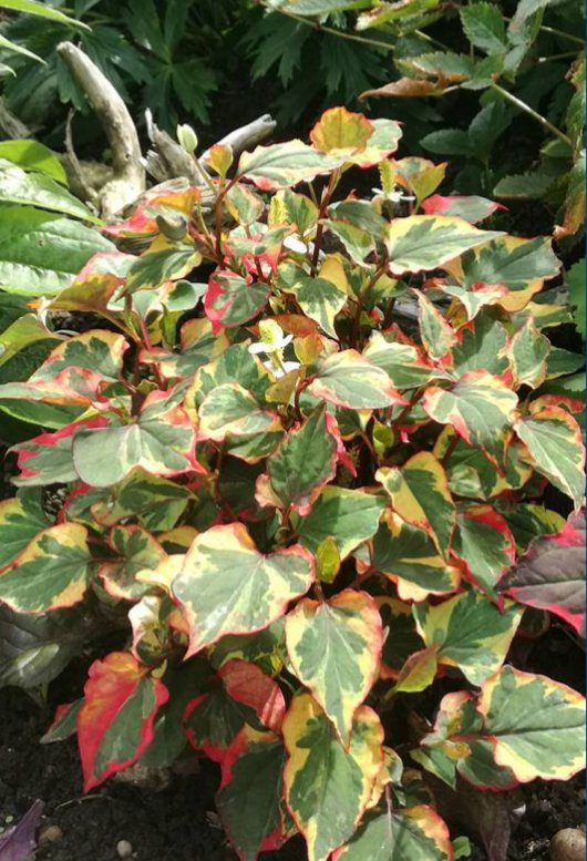 Kantplante Kamelonbusk Spraglet (Houttuynia