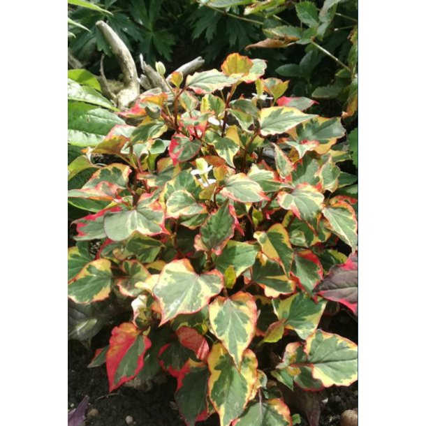 Kamelonbusk Spraglet (Houttuynia