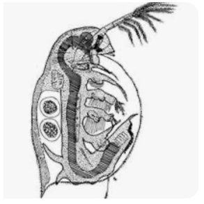 Dafnien Magna 100-200  individ