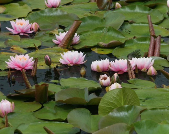 Vannlilje Nymphaea Ray Davies