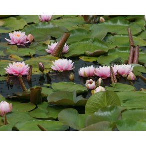 Vannlilje Nymphaea Ray Davies