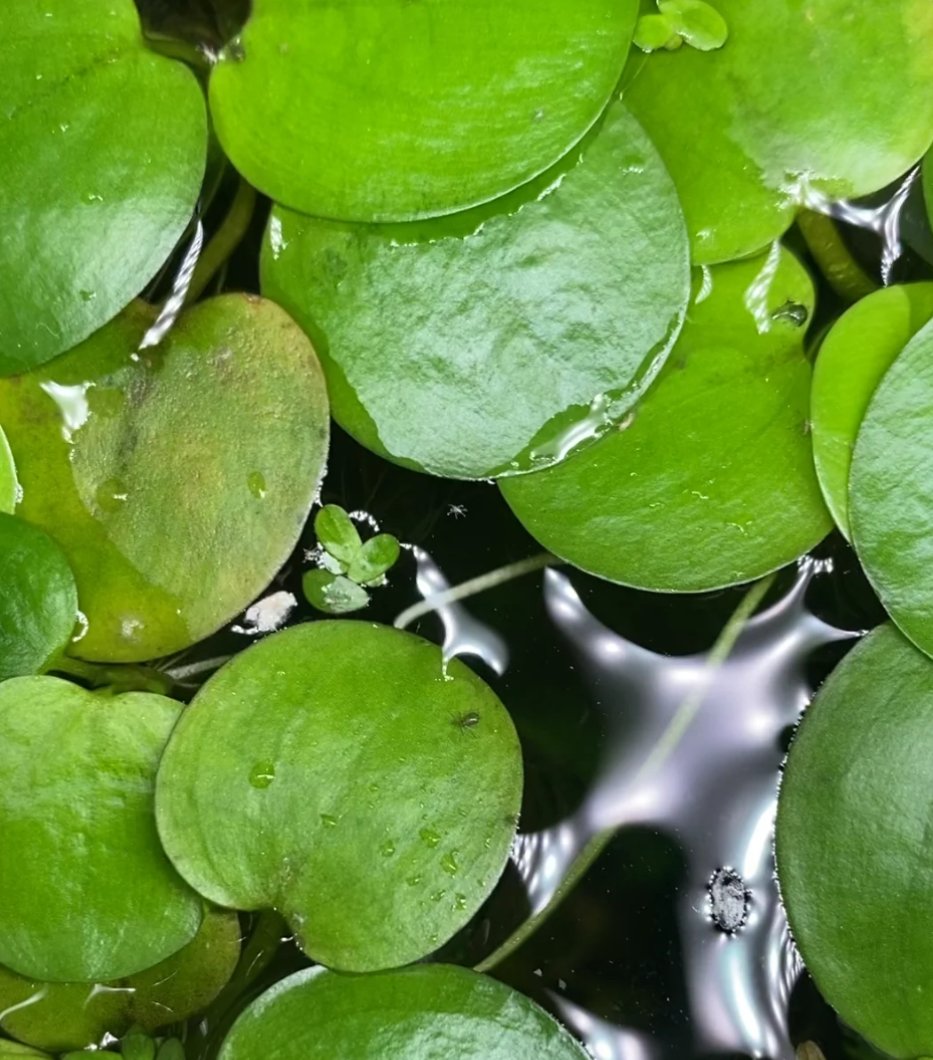 Amerikansk Froskebitt ( Limnobium Spongia )  1 posjon = 4-5 planter 