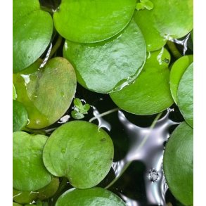 Amerikansk Froskebitt ( Limnobium Spongia )  1 posjon = 4-5 planter 