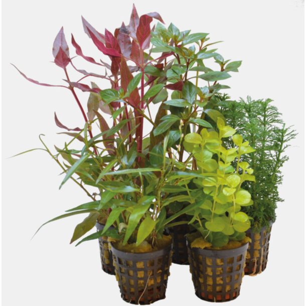 5 stk planter i 5cm potter /  Combi Bacic pott 
