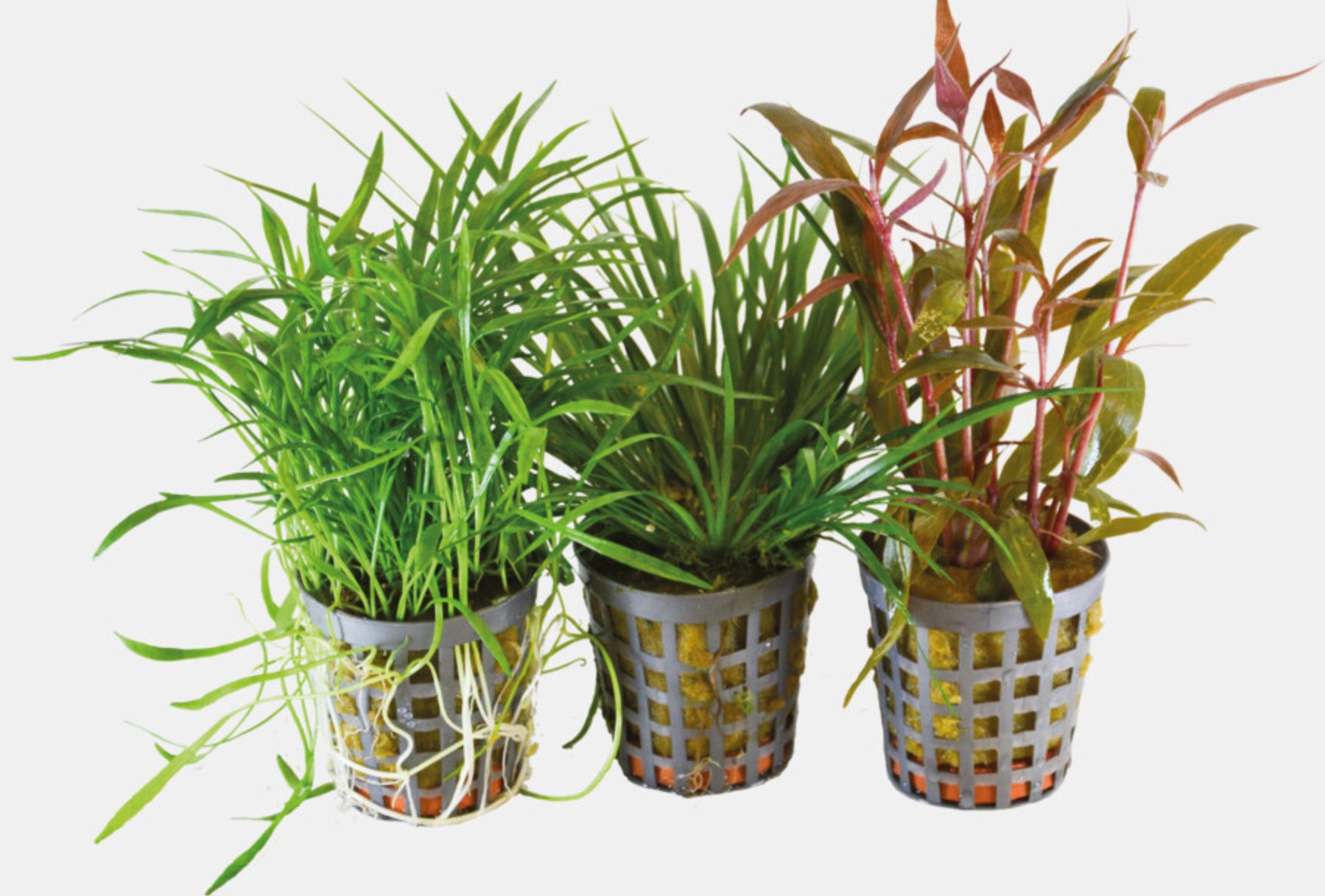 BioArt Combi pakke 1 / Acorus, Alternanthera og Lilaeopsis 