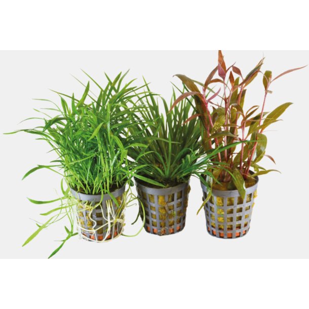 BioArt Combi pakke 1 / Acorus, Alternanthera og Lilaeopsis 