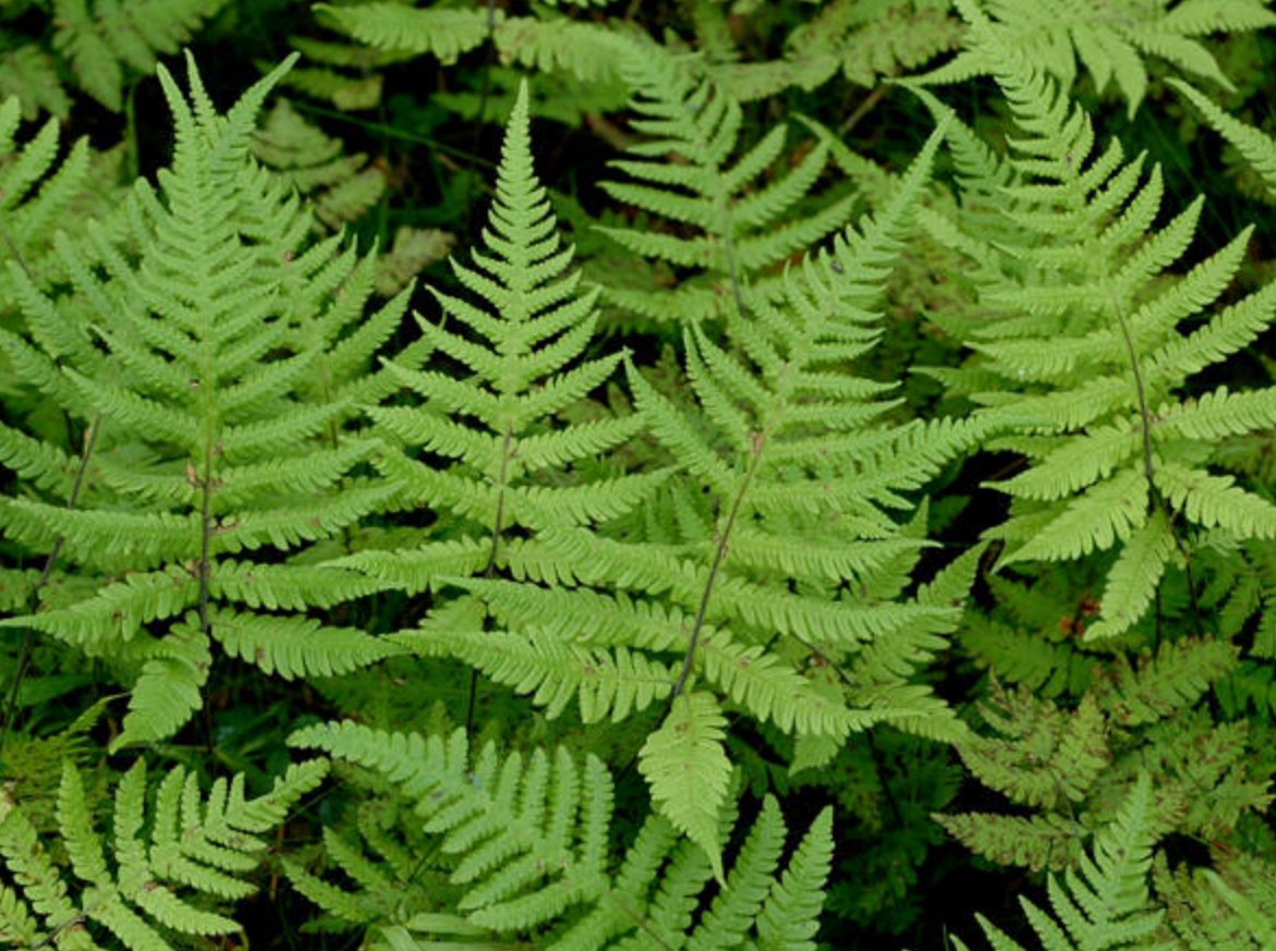 Thelypteris palustris / bregne 