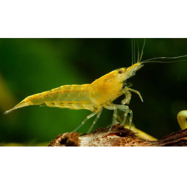Reker / Neocaridina davidi / Yellow 
