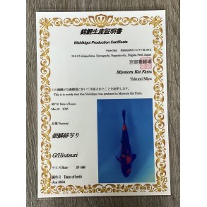 Myatora koifarm 20-25cm / Fdt Juni 2024 / med sertifikat 