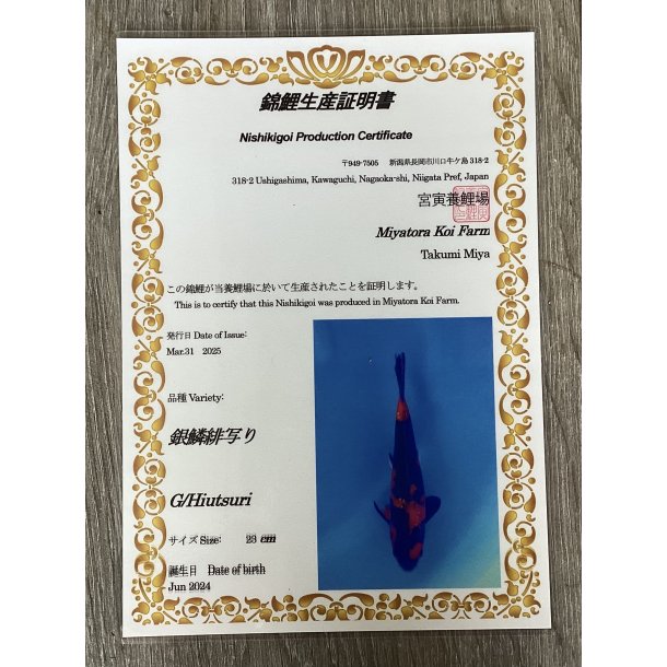 Myatora koifarm 20-25cm / Fdt Juni 2024 / med sertifikat 