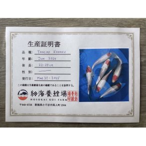 Hosokai  koifarm 22-25cm fdt 2024 / med sertifikat / Pris pr stk 