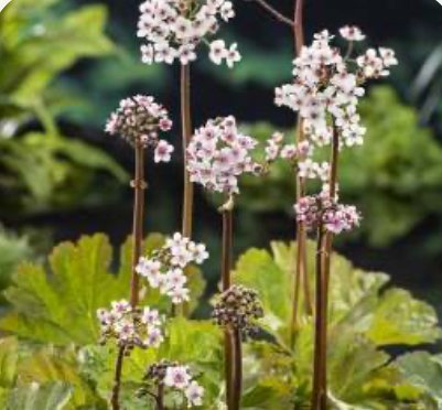 Skjoldsildre (Darmera peltata)