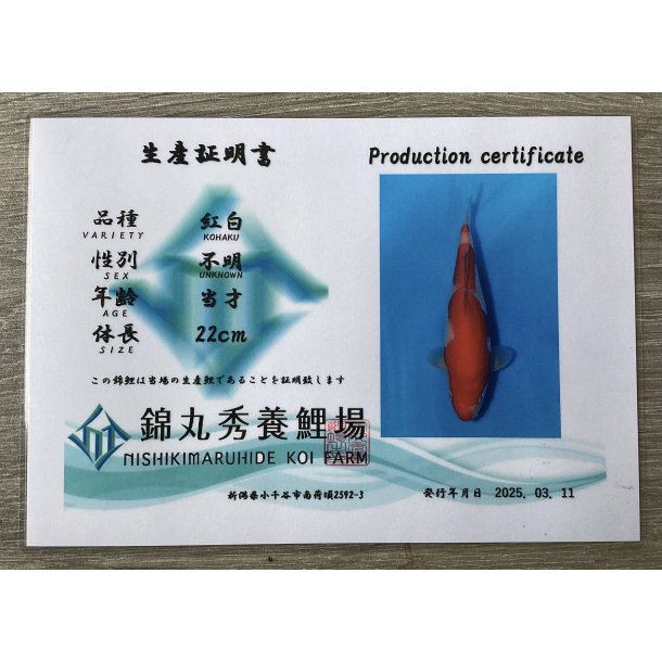 Maruhide koifarm 22-25cm fdt 2024 / Kohaku med sertifikat 