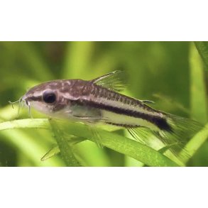 Corydoras Art / Corydoras pygmaeus 1,5 cm 