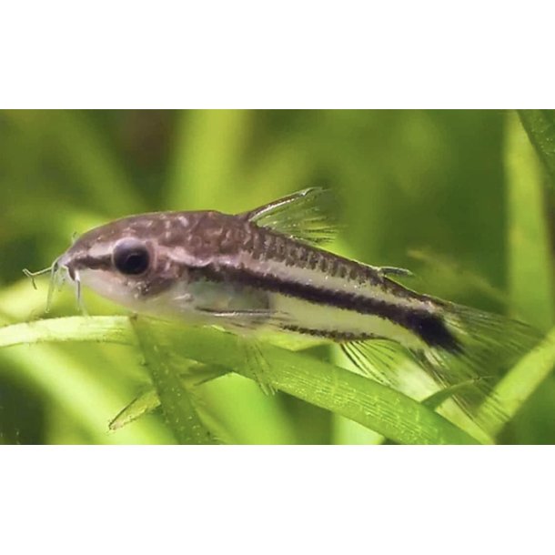 Corydoras Art / Corydoras pygmaeus 1,5 cm 
