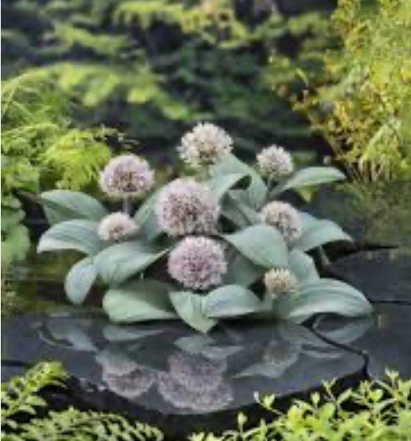 Kantplante Allium karataviense