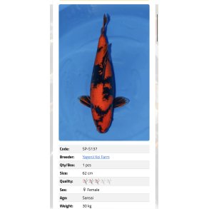 Yagenji koifarm/ Hi Utsuri 62cm  / 3�r 