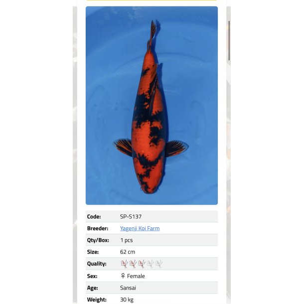 Yagenji koifarm/ Hi Utsuri 62cm  / 3�r 