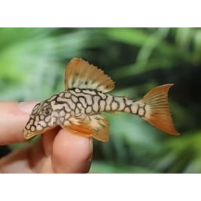 Akvariefisk / Ansistrus malle Honeycomb 4-5cm  / Ansistrus sp L519 