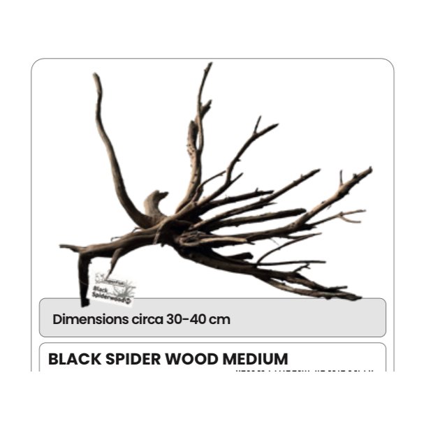 Akvarie rtter ekte / M / Spider 30-40cm 