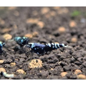 Reke / Caridina / Black Nanacy Taiwan 