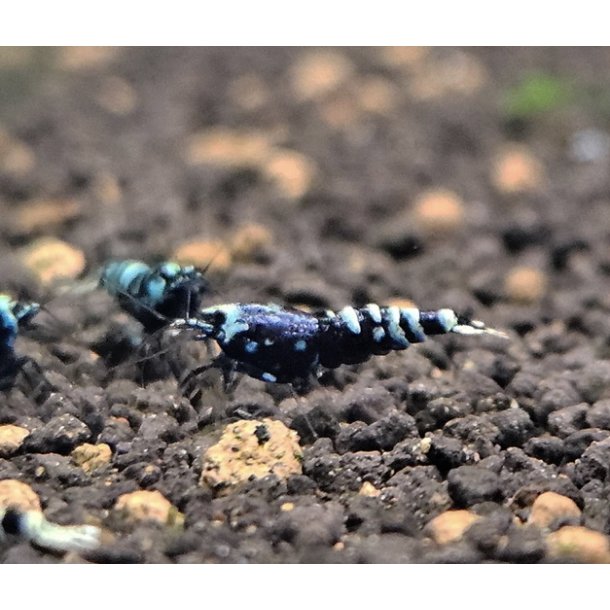 Reke / Caridina / Black Nanacy Taiwan 