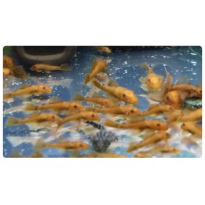 Akvariefisk / Ansistrus malle Super Red  4cm  / Ansistrus sp  