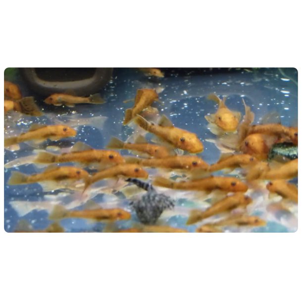 Akvariefisk / Ansistrus malle Super Red  4cm  / Ansistrus sp  