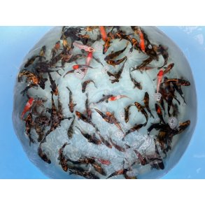  Isa Maruyo. / Utsuri, kohaku , Goshiki  6-10cm