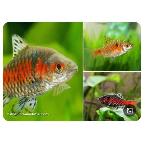 Akvariefisk / Barbe / Odessabarbe 3-4cm / Pethia padamya 