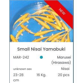 Marusei  2 ringer / 23-28cm 