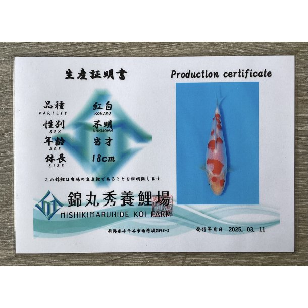 Maruhide koifarm 22-25cm fdt 2024 / Kohaku med sertifikat 