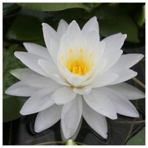 Nymphaea Perry's Double White