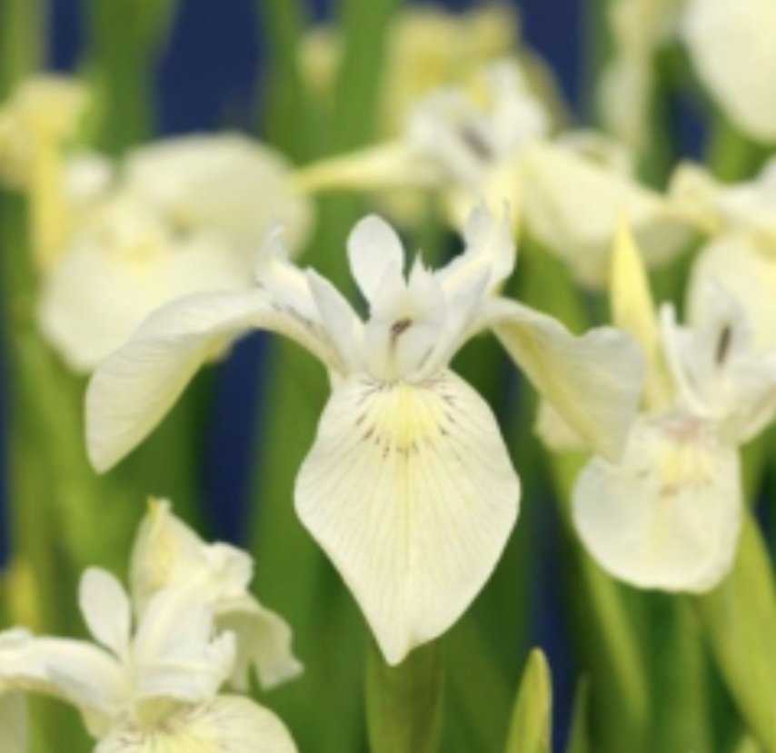 Kantplante Iris Pumila Alba 