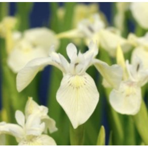 Kantplante Iris Pumila Alba 