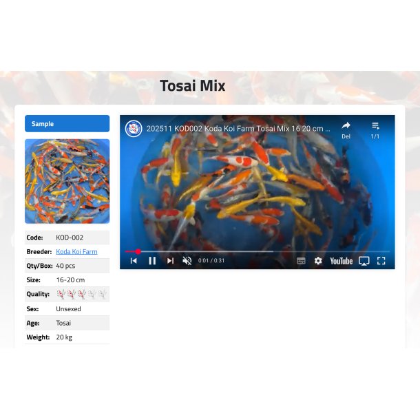 Koda Koi Farm / Tosai Mix 16 20 cm