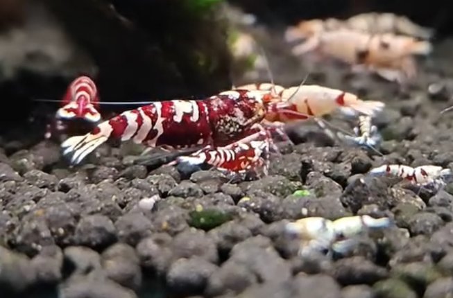 Reke / Caridina / Red Tiger Nanashi
