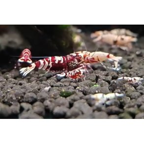 Reke / Caridina / Red Tiger Nanashi