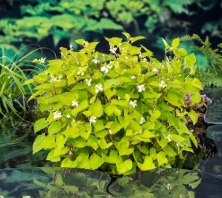 Kantplante Kamelonbusk (Houttuynia cordata)