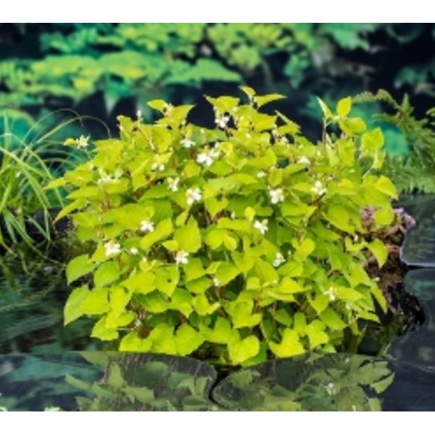 Kamelonbusk (Houttuynia cordata)