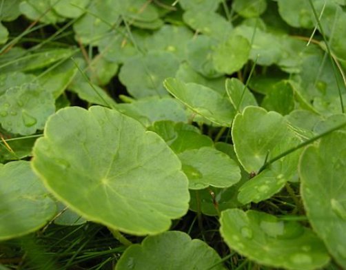 Hydrocotyle vulgaris / 0-50cm vanndybde 