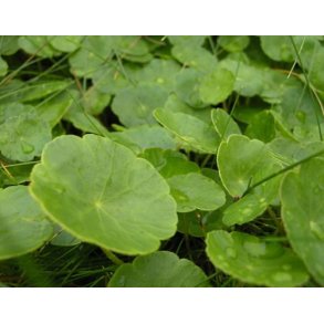 Hydrocotyle vulgaris / 0-50cm vanndybde 
