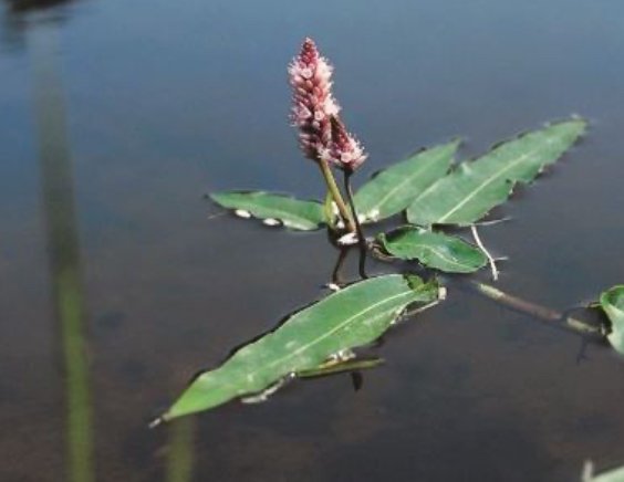 Persicaria amphibia