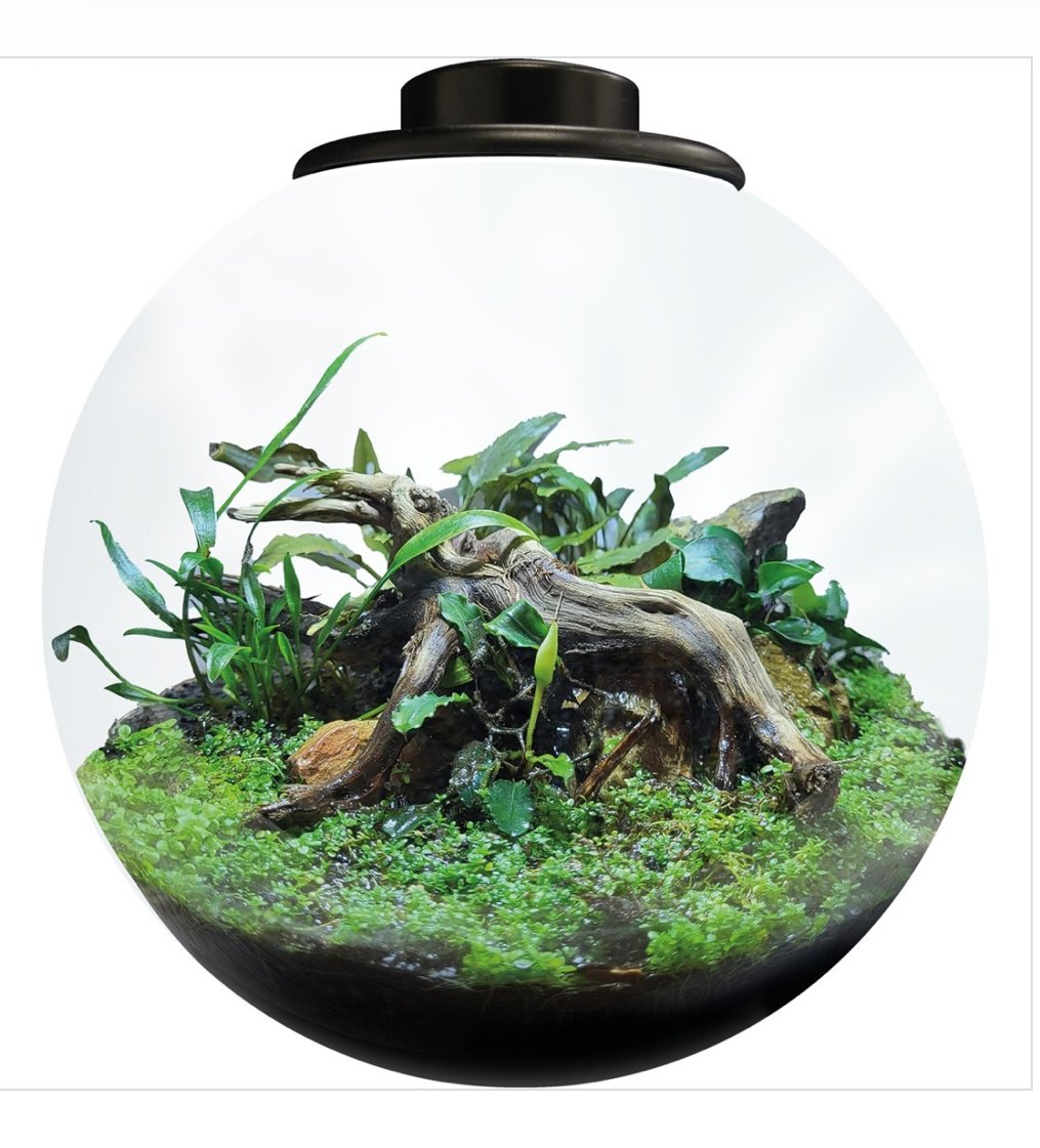 BioArt Bolle / Svart 