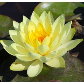 Nymphaeae Yellow Sensasation