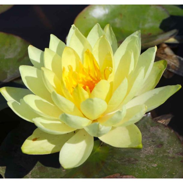 Nymphaeae Yellow Sensasation