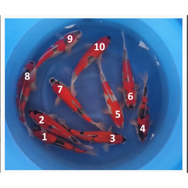 Fukusawa Goshiki 30-35cm