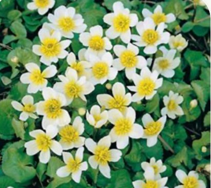 Hvit bekkeblom (Caltha palustris Alba)