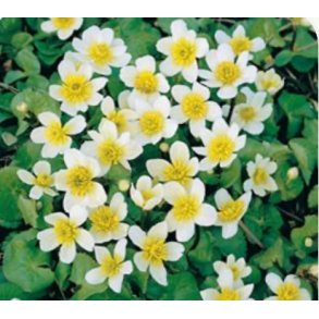 Hvit bekkeblom (Caltha palustris Alba)