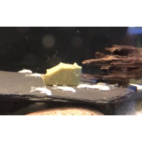 Akvariefisk / Ansistrus malle super white 4cm  / Ansistrus sp L144 Super White